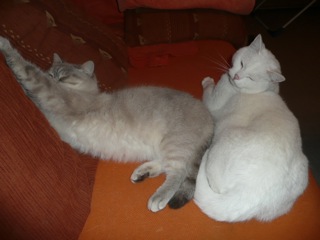 jac-geb-und-tiere-700