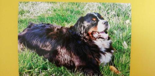 tierarztpraxis-bachem-driessen-patient-197