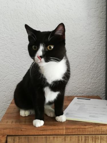 tierarztpraxis-bachem-driessen-patient-200