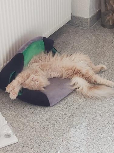 tierarztpraxis-bachem-driessen-patient-205