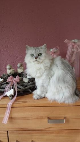 tierarztpraxis-bachem-driessen-patient-206