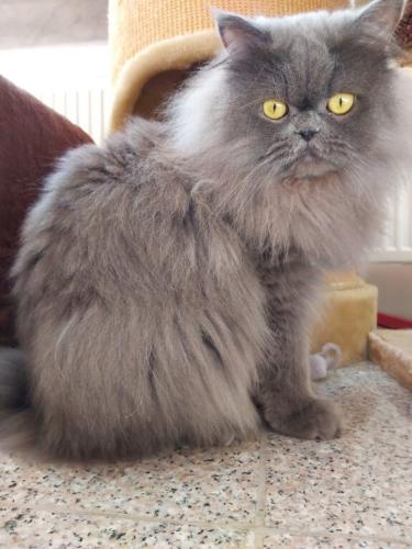 tierarztpraxis-bachem-driessen-patient-207