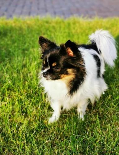 tierarztpraxis-bachem-driessen-patient-208