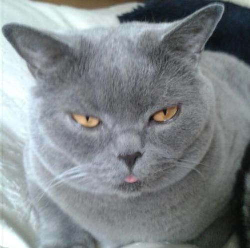 tierarztpraxis-bachem-driessen-patient-210