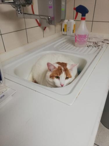 tierarztpraxis-bachem-driessen-patient-211