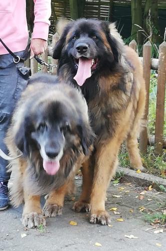 tierarztpraxis-bachem-driessen-patient-212