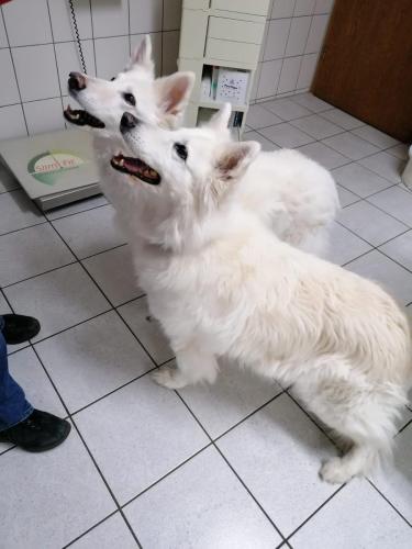 tierarztpraxis-bachem-driessen-patient-218