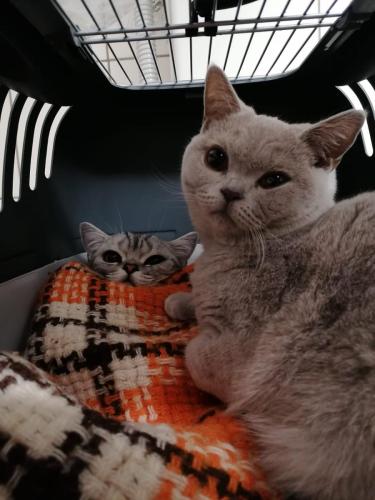 tierarztpraxis-bachem-driessen-patient-219