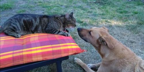 tierarztpraxis-bachem-driessen-patient-221