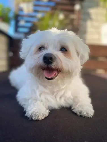 tierarztpraxis-bachem-driessen-patient-223