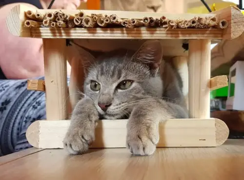 tierarztpraxis-bachem-driessen-patient-225